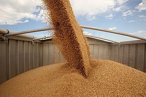 перевозка пшеницы